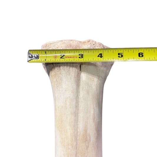 Real Giraffe Leg Bone About 28" long - Natural Giraffe Leg Bone