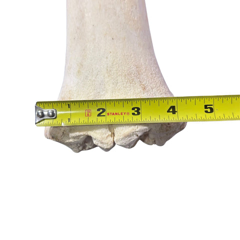 Real Giraffe Leg Bone About 28" long - Natural Giraffe Leg Bone