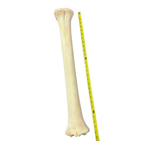 Real Giraffe Leg Bone About 28" long - Natural Giraffe Leg Bone
