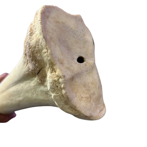 Real Giraffe Leg Bone About 28" long - Natural Giraffe Leg Bone