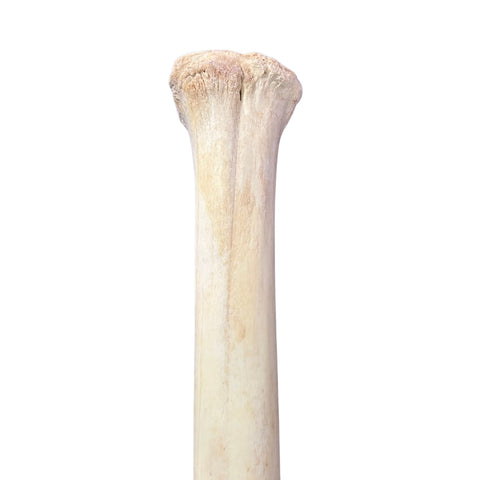 Real Giraffe Leg Bone About 28" long - Natural Giraffe Leg Bone