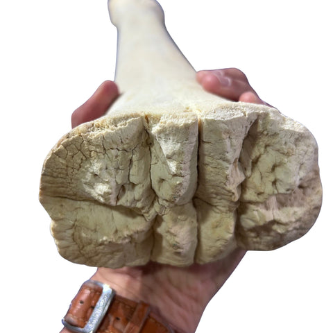 Real Giraffe Leg Bone About 28" long - Natural Giraffe Leg Bone