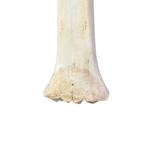 Real Giraffe Leg Bone About 28" long - Natural Giraffe Leg Bone