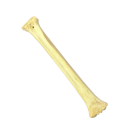 Real Giraffe Leg Bone About 28" long - Natural Giraffe Leg Bone