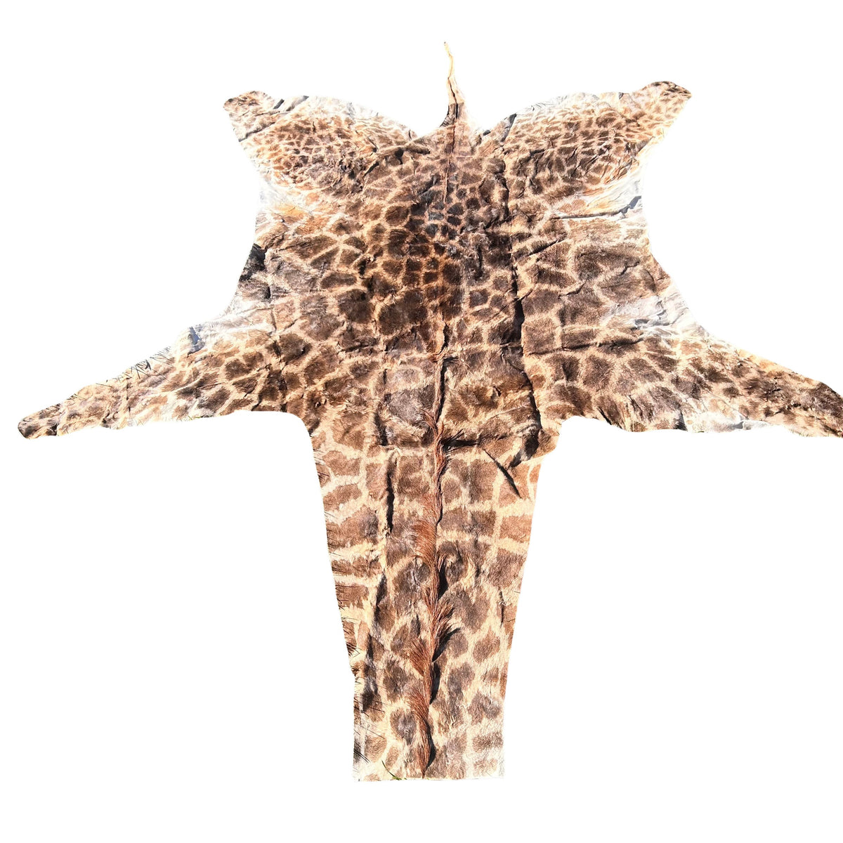 Real Giraffe Skin # 2 Approx. Size: 12'X6.5' (tail is 53")