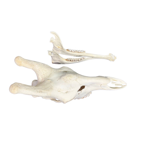 Real Giraffe Skull Genuine Giraffe Skull Approx. Size: 29X 11 X19" TOP QUALITY!!