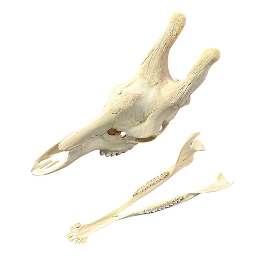 Real Giraffe Skull Genuine Giraffe Skull Approx. Size: 29X 11 X19" TOP QUALITY!!