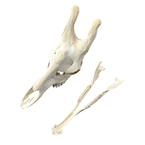 Real Giraffe Skull Genuine Giraffe Skull Approx. Size: 29X 11 X19" TOP QUALITY!!