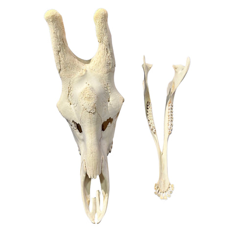 Real Giraffe Skull Genuine Giraffe Skull Approx. Size: 29X 11 X19" TOP QUALITY!!