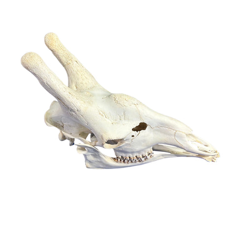 Real Giraffe Skull Genuine Giraffe Skull Approx. Size: 29X 11 X19" TOP QUALITY!!
