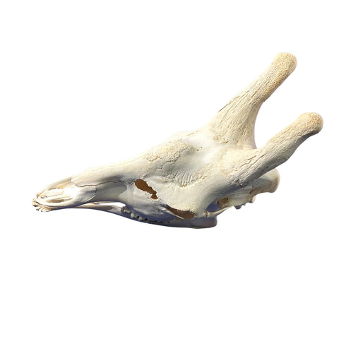 Real Giraffe Skull Genuine Giraffe Skull Approx. Size: 29X 11 X19" TOP QUALITY!!
