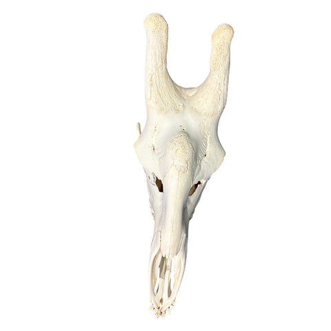 Real Giraffe Skull Genuine Giraffe Skull Approx. Size: 29X 11 X19" TOP QUALITY!!