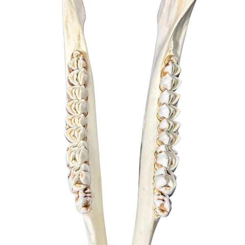 Real Giraffe Skull Genuine Giraffe Skull Approx. Size: 29X 11 X19" TOP QUALITY!!