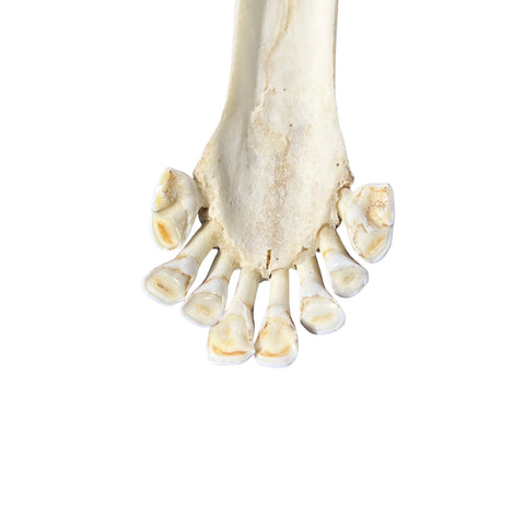 Real Giraffe Skull Genuine Giraffe Skull Approx. Size: 29X 11 X19" TOP QUALITY!!