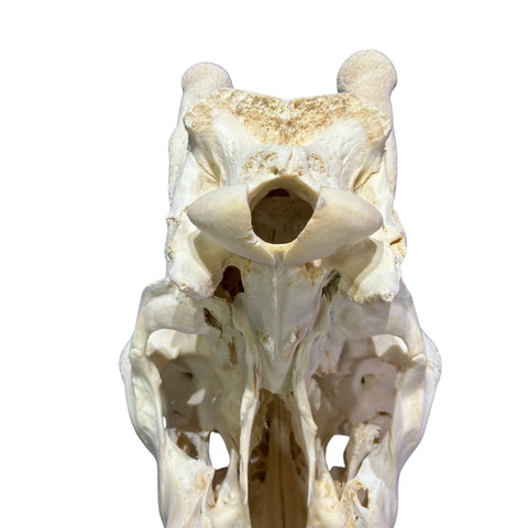 Real Male Giraffe Skull BIG Genuine Giraffe Skull Approximate Size: 30X 12 X13"