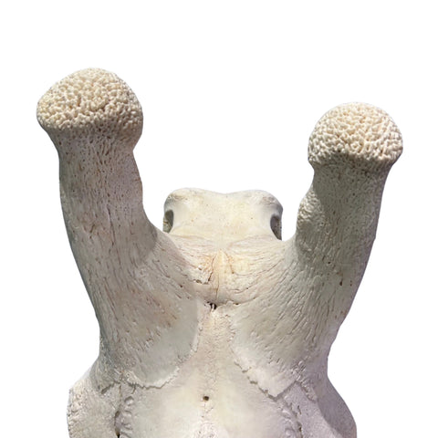 Real Male Giraffe Skull BIG Genuine Giraffe Skull Approximate Size: 30X 12 X13"