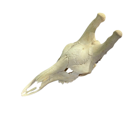 Real Male Giraffe Skull BIG Genuine Giraffe Skull Approximate Size: 30X 12 X13"