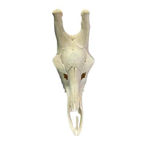 Real Male Giraffe Skull BIG Genuine Giraffe Skull Approximate Size: 30X 12 X13"