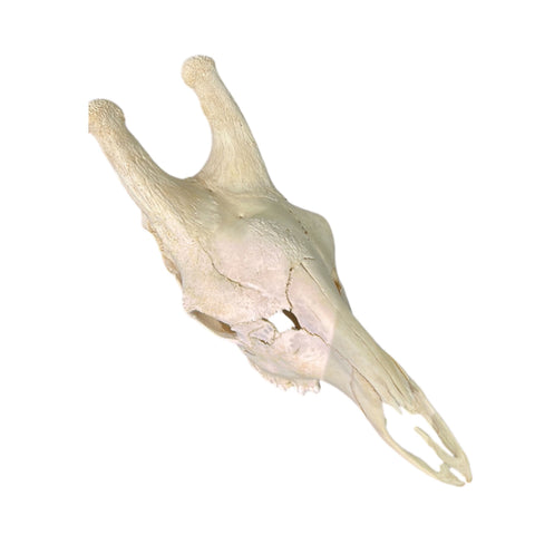 Real Male Giraffe Skull BIG Genuine Giraffe Skull Approximate Size: 30X 12 X13"