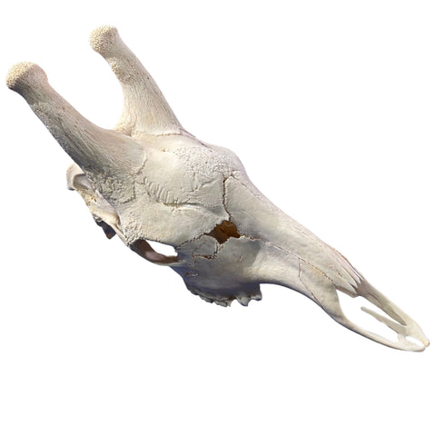 Real Male Giraffe Skull BIG Genuine Giraffe Skull Approximate Size: 30X 12 X13"
