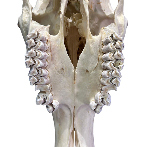 Giraffe Skull African Giraffe Full Skull Size: 30"X12"X13"