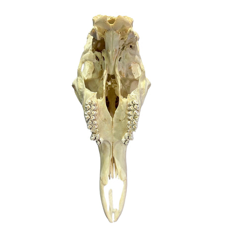 Giraffe Skull African Giraffe Full Skull Size: 30"X12"X13"