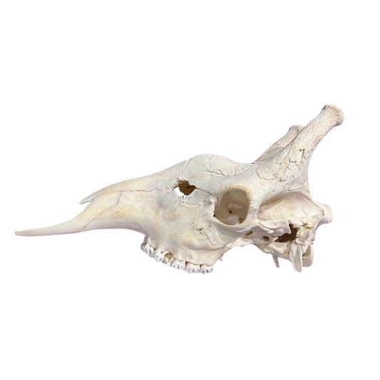 Giraffe Skull African Giraffe Full Skull Size: 30"X12"X13"