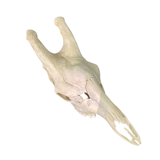 Giraffe Skull African Giraffe Full Skull Size: 30"X12"X13"