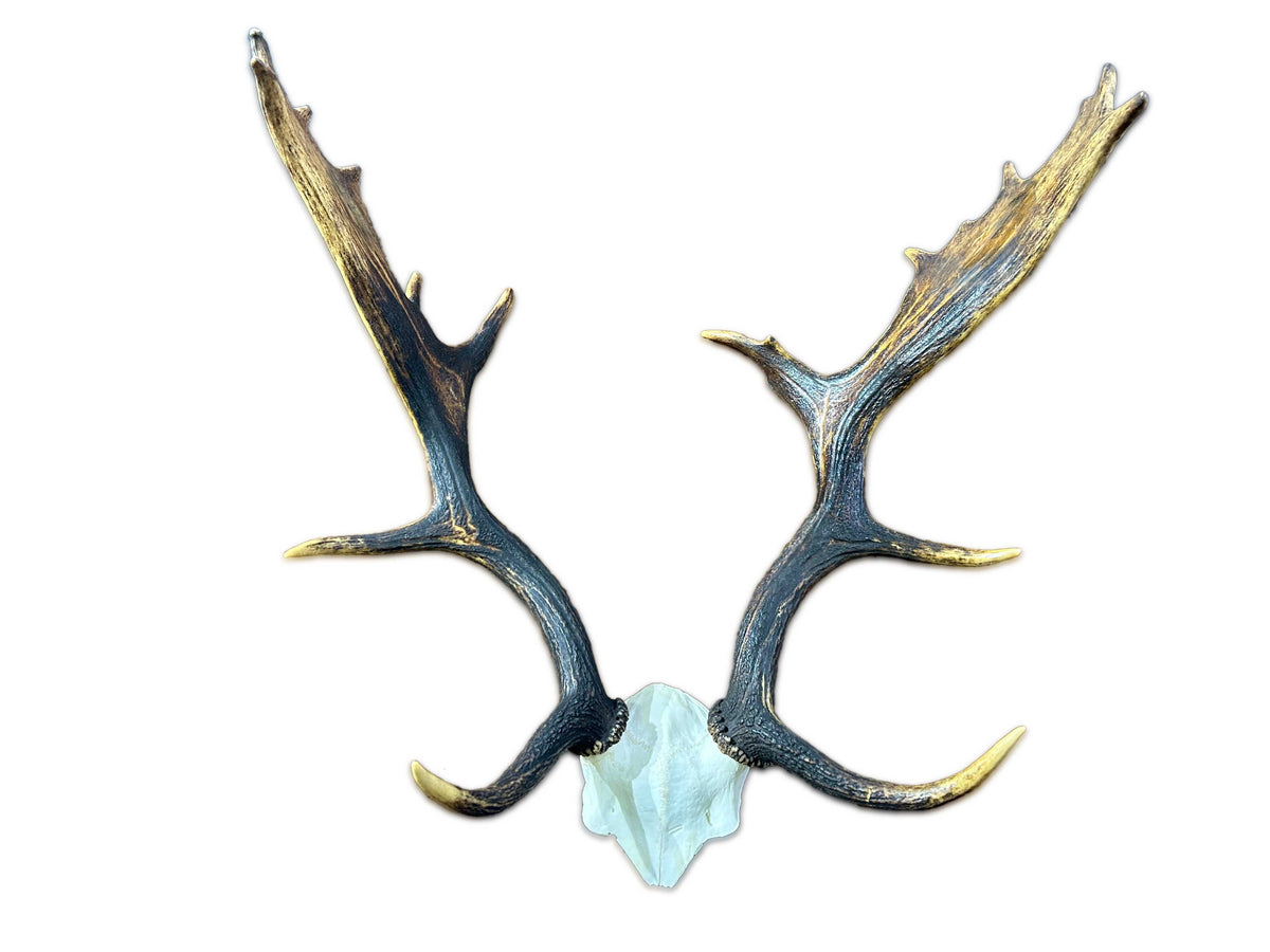 Deer Skull Real Fallow Deer Horns + SKULL Cap Fallow Skull Approximate Size: 22HX13DX18W inches