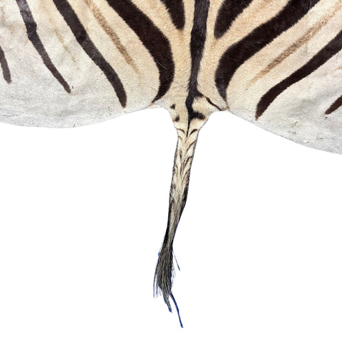 Half Zebra Skin # 85 Size: 54x30"