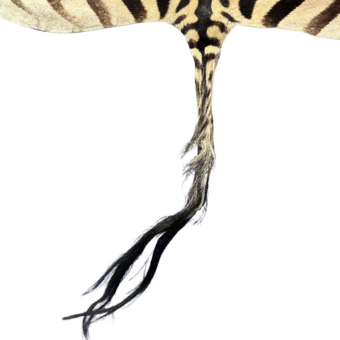 Half Zebra Skin # 84 Size: 60x29"