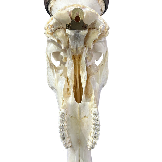 Hartebeest Skull- Real Antelope Skull for Living Room Horns Statue Antlers Display for African Home Decor Size: 32X12X9"