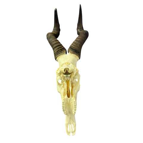 Hartebeest Skull- Real Antelope Skull for Living Room Horns Statue Antlers Display for African Home Decor Size: 32X12X9"