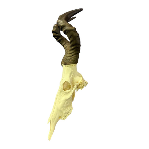 Hartebeest Skull- Real Antelope Skull for Living Room Horns Statue Antlers Display for African Home Decor Size: 32X12X9"