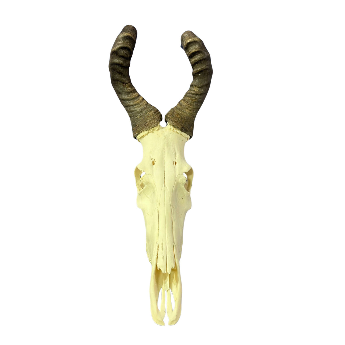 Hartebeest Skull- Real Antelope Skull for Living Room Horns Statue Antlers Display for African Home Decor Size: 32X12X9"