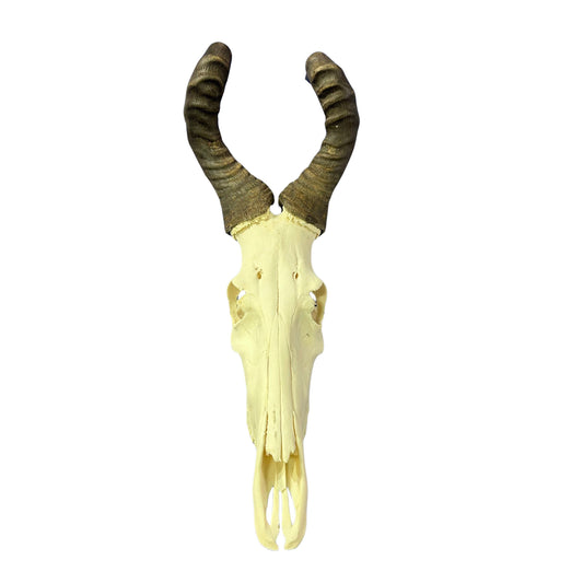 Hartebeest Skull- Real Antelope Skull for Living Room Horns Statue Antlers Display for African Home Decor Size: 32X12X9"