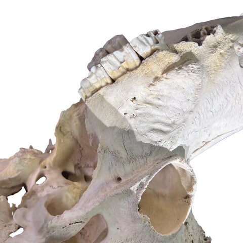Cape Buffalo Skull- Real African Buffalo Skull 39WX24LX12H - Big Boss