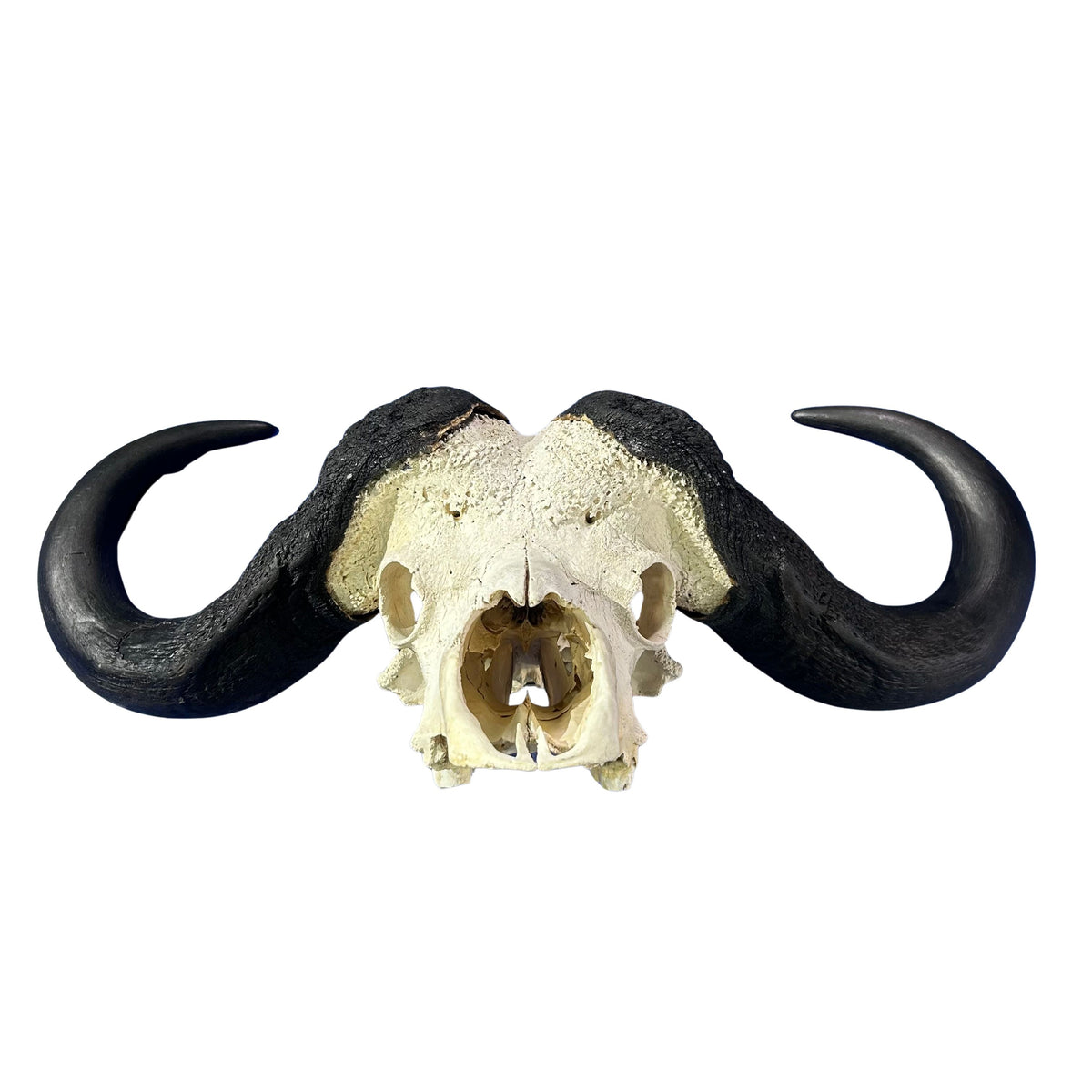 Cape Buffalo Skull- Real African Buffalo Skull 39WX24LX12H - Big Boss
