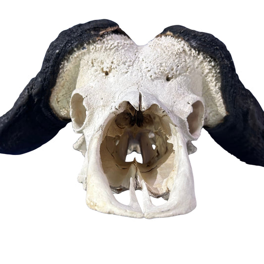 Cape Buffalo Skull- Real African Buffalo Skull 39WX24LX12H - Big Boss