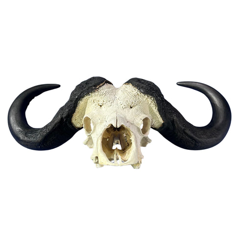 Cape Buffalo Skull- Real African Buffalo Skull 39WX24LX12H - Big Boss