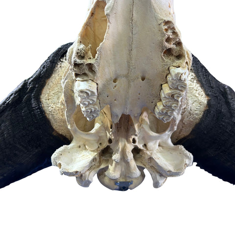 Cape Buffalo Skull- Real African Buffalo Skull 39WX24LX12H - Big Boss