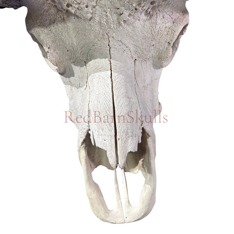 Cape Buffalo Skull- Real African Buffalo Skull 39WX24LX12H - Big Boss