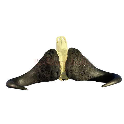 Cape Buffalo Skull- Real African Buffalo Skull 39WX24LX12H - Big Boss