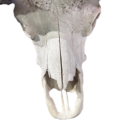 Cape Buffalo Skull- Real African Buffalo Skull 39WX24LX12H - Big Boss