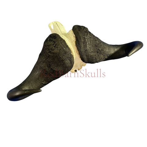 Cape Buffalo Skull- Real African Buffalo Skull 39WX24LX12H - Big Boss
