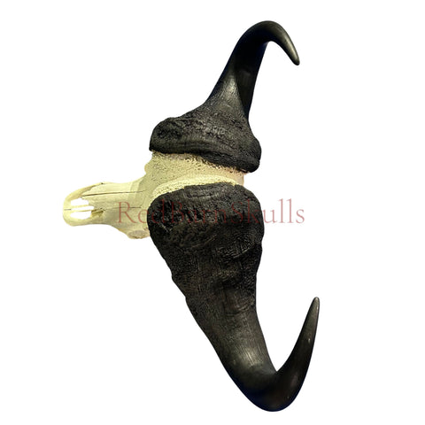Cape Buffalo Skull- Real African Buffalo Skull 39WX24LX12H - Big Boss
