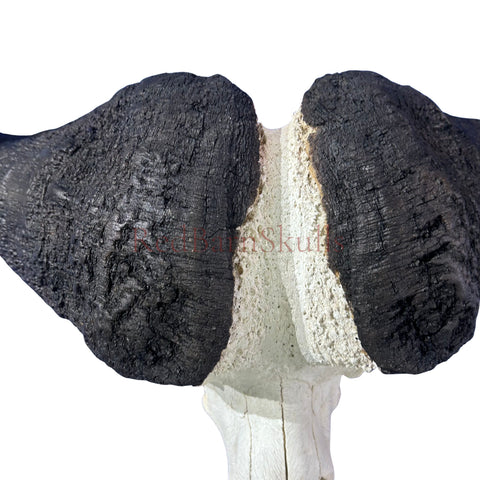 Cape Buffalo Skull- Real African Buffalo Skull 39WX24LX12H - Big Boss
