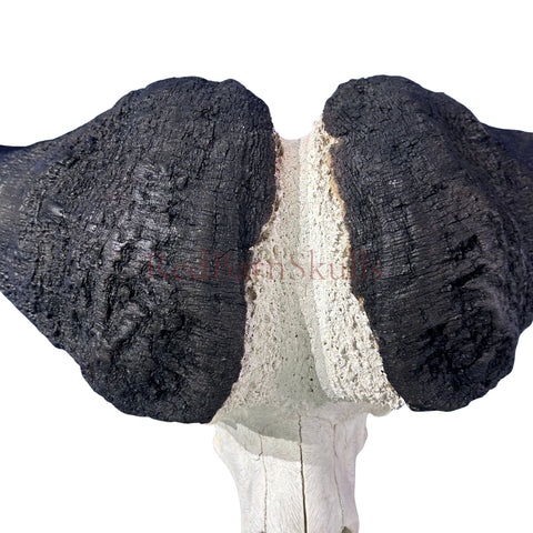 Cape Buffalo Skull- Real African Buffalo Skull 39WX24LX12H - Big Boss