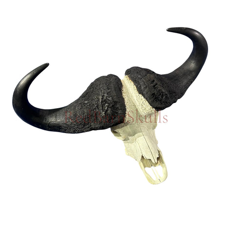Cape Buffalo Skull- Real African Buffalo Skull 39WX24LX12H - Big Boss