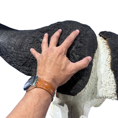 Cape Buffalo Skull- Real African Buffalo Skull 39WX24LX12H - Big Boss
